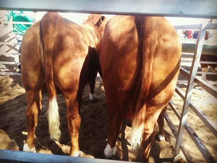 PolokoDT's tweet photo. #GantsiAgricShow #BeefTown https://t.co/i9Pbn1F6Mu
