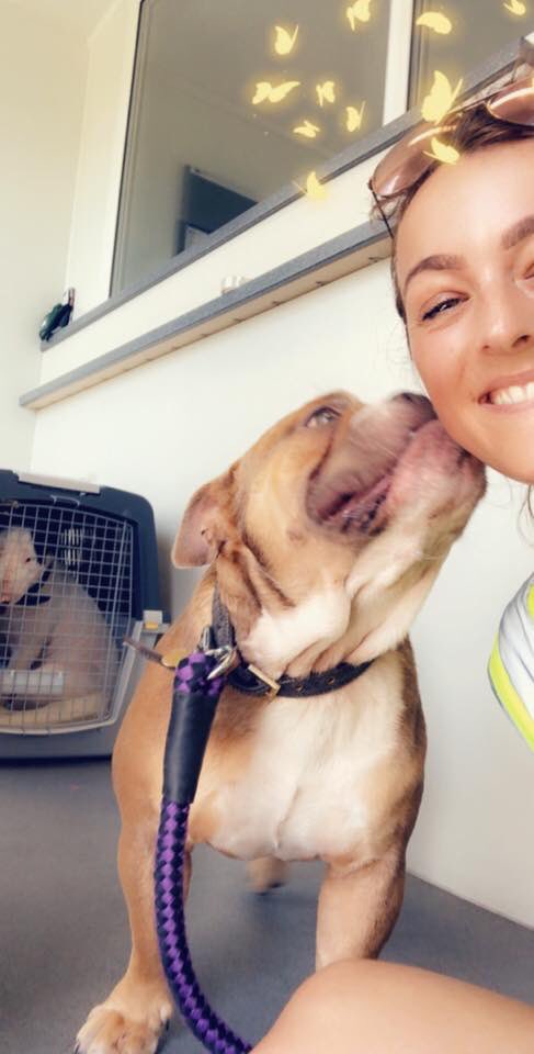 AngloPets's tweet photo. #billy #belle #dogsthatfly #doncaster #paphos #cyprus #petpassport @CyprusAeropolis #doncasterisgreat #yorkshireis #rotherhamiswonderful #Barnsleyisbrill #dogsoftwitter https://t.co/e0IvsAWkIv