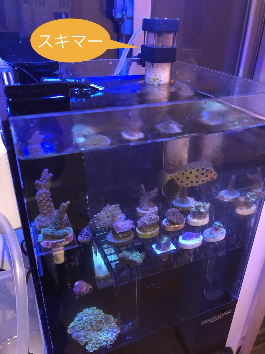 Marine Works Twitter પર 前回ご紹介のスキマーを使用している水槽のご紹介 cmキューブの下にサンプ水槽があるニッソーの クロスミニのフラグ水槽です Lpsなら年単位の長期実践ありますが ミドリイシは今のところ1年くらいが限度です ハコフグは入海して一年 Marine Works Twitter પર 前回ご紹介のスキマーを使用している水槽のご紹介 cmキューブの下にサンプ水槽があるニッソーの クロスミニのフラグ水槽です Lpsなら年単位の長期実践ありますが ミドリイシは今のところ1年くらいが限度です ハコフグは入海して一年