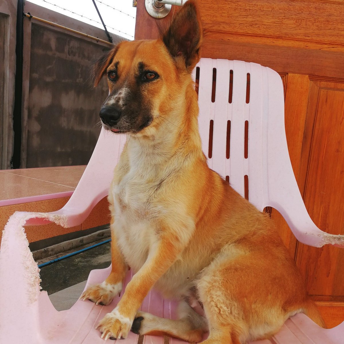 mad4soidogs's tweet photo. Trust your dog, know your dog and allow them to be dogs.
#lovemydog #lovemydogs #soidogs #dogstagram #soidog #dogsofinsta #dog #dogsoftwitter #thaidogsneedhelp #streetdog #streetdogs #adoptdontshop #doggyheaven #rescuedogsofinstagram #rescuedogs #rescuedog #kindness #cutedogs https://t.co/FrR1mizt1f