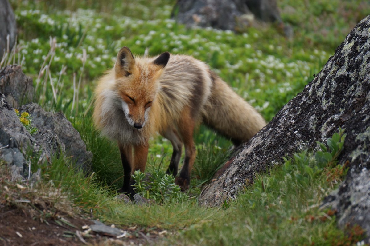 ExploreCanmore's tweet photo. What the FOX said "The trail is not made for walking. The trail is made by walking!  Always make more opportunities then you find". https://t.co/PEKgtm9EuR
