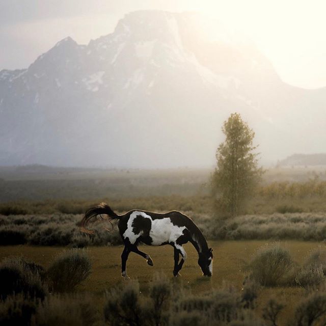 ThinkersFreedom's tweet photo. You have your way. I have my way. As for the right way, the correct way, and the only way, it does not exist. - Friedrich Nietzsche
📸 @jeff.n.brenner
🌎  #Wyoming #FreedomThinkers https://t.co/zsqxGVLwgD