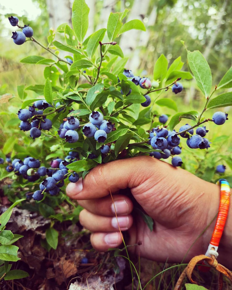 Have a crush on someone? Try this Anishinaabe bouquet. If things are getting serious, you can show them your favourite berry picking spot.

Miin(an) - Blueberry(s)
Miinikaa - There is a lot of blueberries

#anishinaabe #anishinaabethings #anishinaabemowin