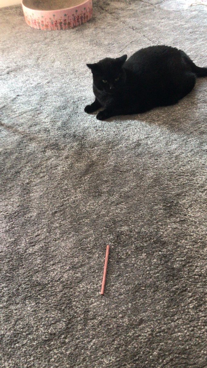 poopyjo's tweet image. I left my boyfriend in my house with my cat (they hate each other) but today he decided to be nice and give the cat a treat. It went down really well as you can imagine. #makingamends