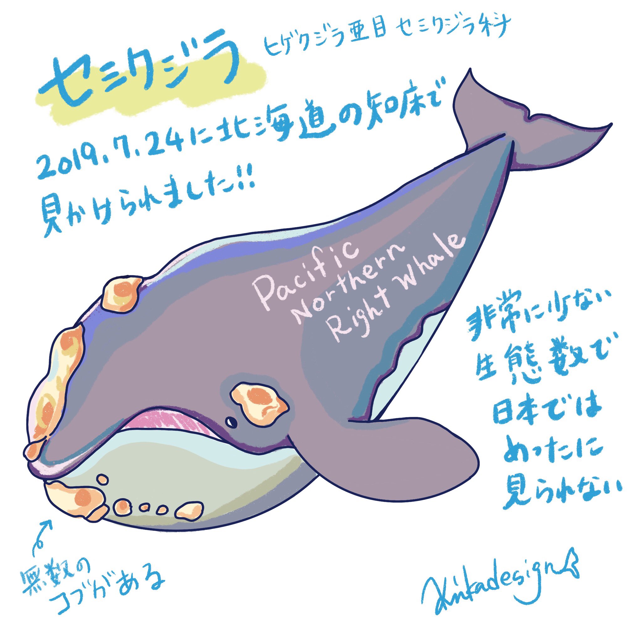 週一回頑張って更新中のイルカクジラを紹介するツイートまとめ Twitter