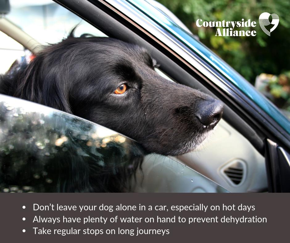 CAupdates's tweet photo. We said it yesterday and we'll say it again. #DogsDieInHotCars, so please don't leave your dog in a car during this hot weather. 

#hottestdayoftheyear #hottestdayonrecord https://t.co/WrJI4ePwzq