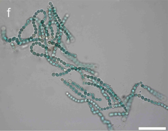 CyanoLab AUTH tweet media