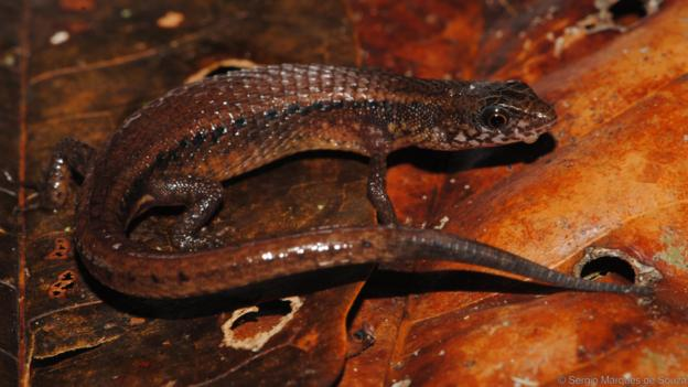 doctorneyro's tweet photo. ¿Por qué los #mamíferos, a diferencia de lo que ocurre en algunos #reptiles, #anfibios y #peces, no pueden #reproducirse a partir de una #pareja del #mismosexo?

Acaso sea posible en un #futuro.

Pero ¿es deseable que sea posible?

https://t.co/iGN0XgrUxf https://t.co/lwAsRBlhU1