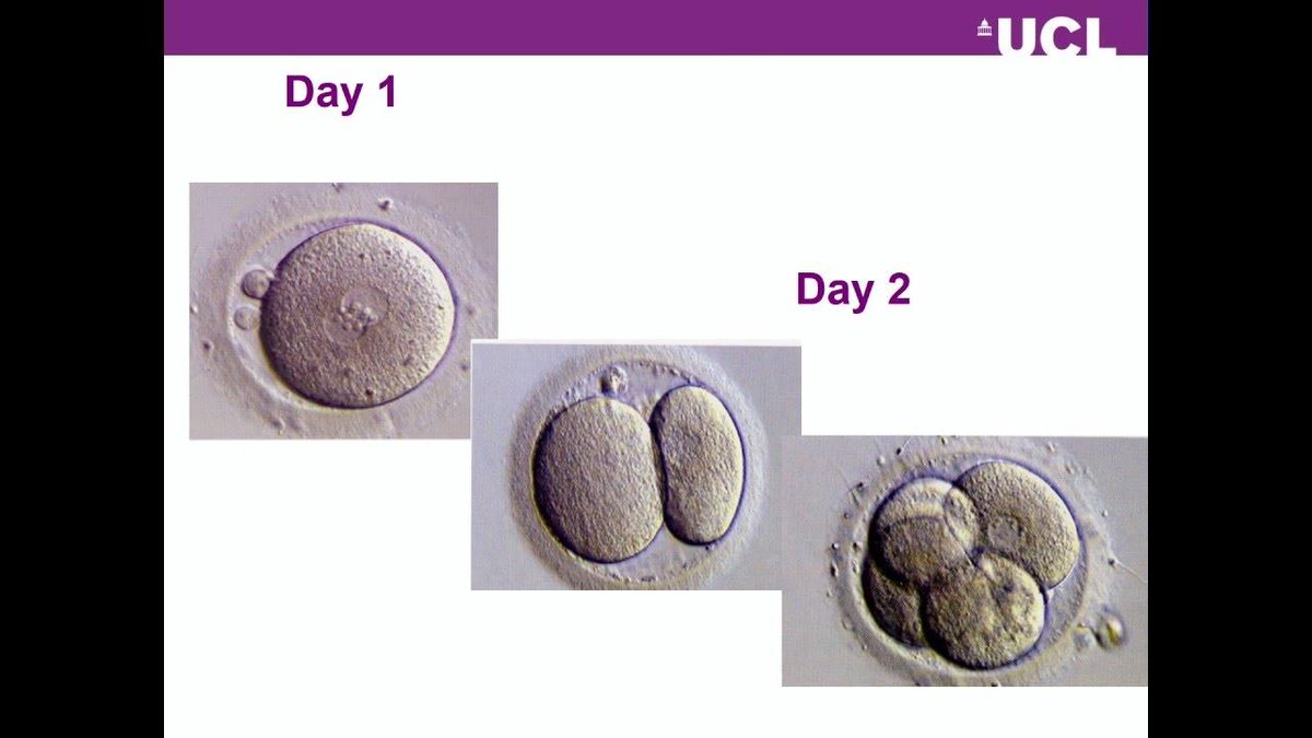 doctorneyro's tweet photo. ¿Por qué los #mamíferos, a diferencia de lo que ocurre en algunos #reptiles, #anfibios y #peces, no pueden #reproducirse a partir de una #pareja del #mismosexo?

Acaso sea posible en un #futuro.

Pero ¿es deseable que sea posible?

https://t.co/iGN0XgrUxf https://t.co/lwAsRBlhU1