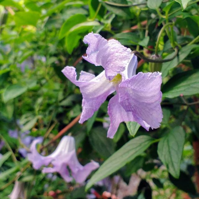 jajonesUK's tweet photo. #Clematis viticella Betty Corning.
Delicate looking #bellshaped flowers with a sweet #scent throughout the summer on current years growth.
#climber #bettycorning #romantic #fragrance #blueflowers #clematisflowers https://t.co/DLO72KEVHs