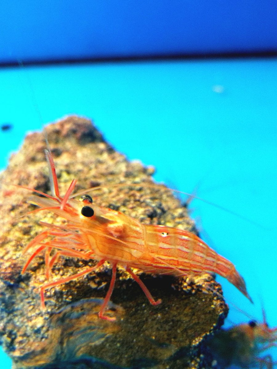 1000acuarios's tweet image. Lysmata Peppermint
#lysmata #milacuarios #fishtanklife #lysmatapeppermint #invertebradosmarinos #reeftank #reef #camaron  #reefaddict #marinetank #acuariobilbao #aquarium #aquariumhobby #fishtank #salwater #gambas  #acuariofiliamarina #reefers4reefers