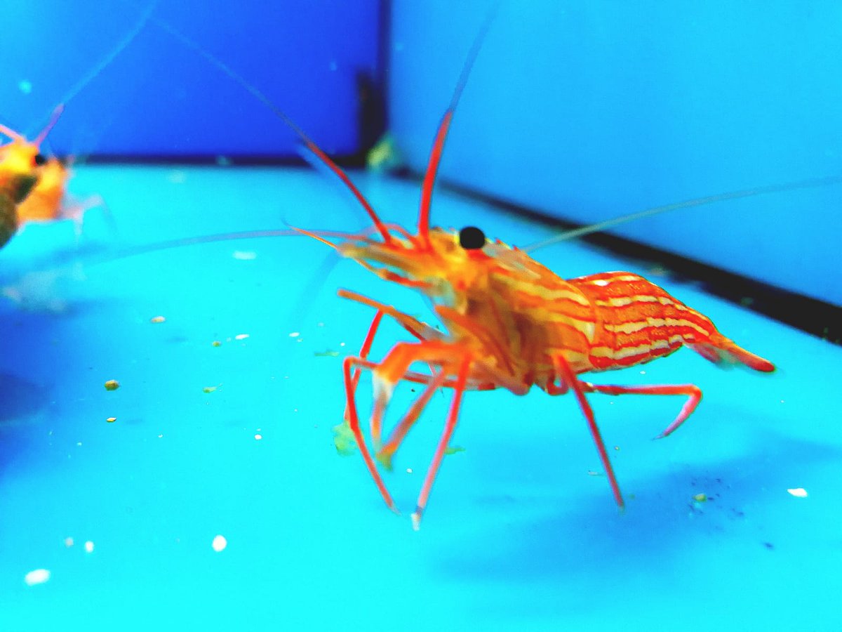 1000acuarios's tweet image. Lysmata Peppermint
#lysmata #milacuarios #fishtanklife #lysmatapeppermint #invertebradosmarinos #reeftank #reef #camaron  #reefaddict #marinetank #acuariobilbao #aquarium #aquariumhobby #fishtank #salwater #gambas  #acuariofiliamarina #reefers4reefers