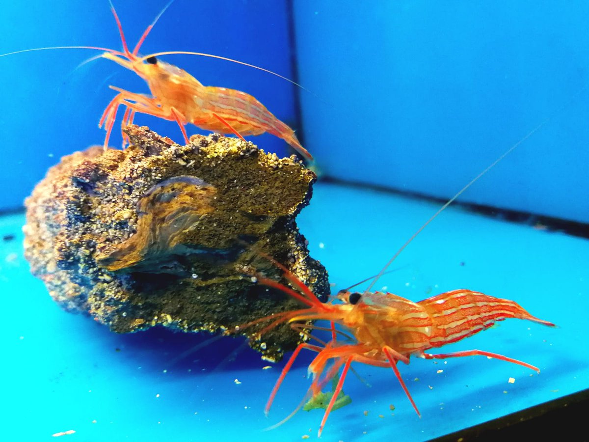 1000acuarios's tweet image. Lysmata Peppermint
#lysmata #milacuarios #fishtanklife #lysmatapeppermint #invertebradosmarinos #reeftank #reef #camaron  #reefaddict #marinetank #acuariobilbao #aquarium #aquariumhobby #fishtank #salwater #gambas  #acuariofiliamarina #reefers4reefers