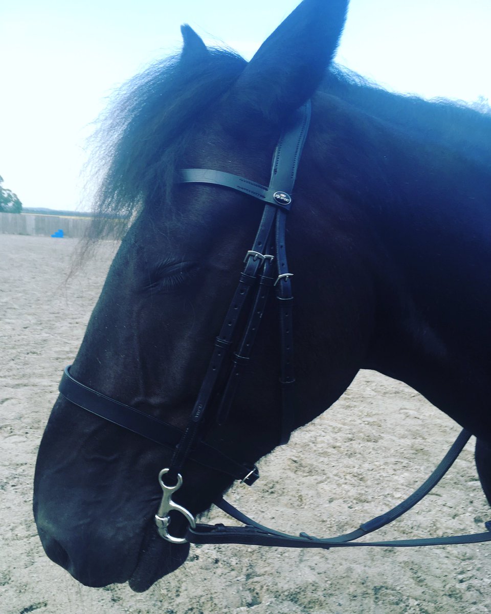 ClaireSalesSupp's tweet photo. Hot hot hot for Irish cob Mickey Walker!! ๐๐๐ #irishcob #mickeywalker https://t.co/vR70GPxNDC