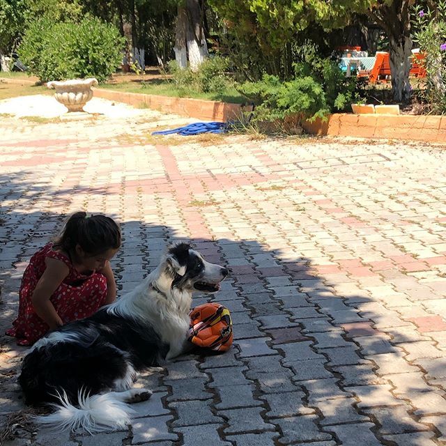 haveneverbeen's tweet photo. The host of the year at @tarlaalacati
🍳🍓🍯 #dogsofinstagram #doglovers #köpek #travel #traveling #TFLers #vacation #visiting #instatravel #instago #instagood #trip #holiday #photooftheday #fun #travelling #tourism #tourist #instapassport #instatraveli… https://t.co/PDuWcNGUkR https://t.co/ZfpChxFfk9
