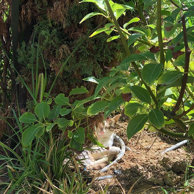 haveneverbeen's tweet photo. We all deserve a 5🌟retreat 😴🌊😽
@regescesme 
#cats_of_world #catsofinstagram #kedi #regescesme #ılıca #çeşme #alaçatı #turkey #turkiye #travel #traveling #TFLers #vacation #visiting #instatravel #instago #instagood #trip #holiday #photooftheday #fun #… https://t.co/Xtuxp0ksLS https://t.co/6bQAkc46R6