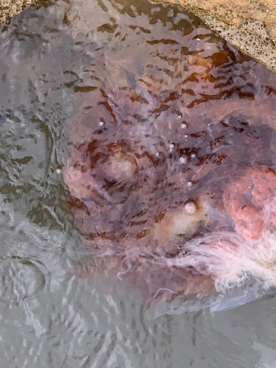 Anyone know what sort of jelly fish this is and s@does it sting? Just spotted a few at Shroove