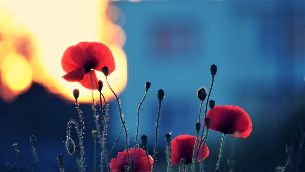 ioete_SD05778's tweet photo. Red flower and diffusely reflected light ... https://t.co/Xpp63NdPmJ