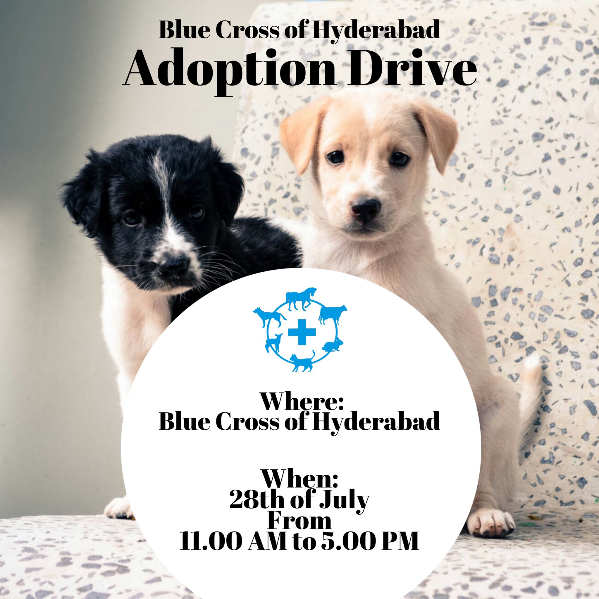Pet Adoption Drive Hyderabad Anna Blog