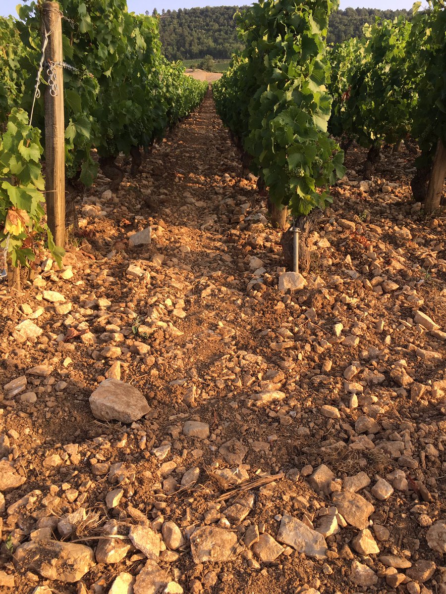 MOREY MEURSAULT tweet media