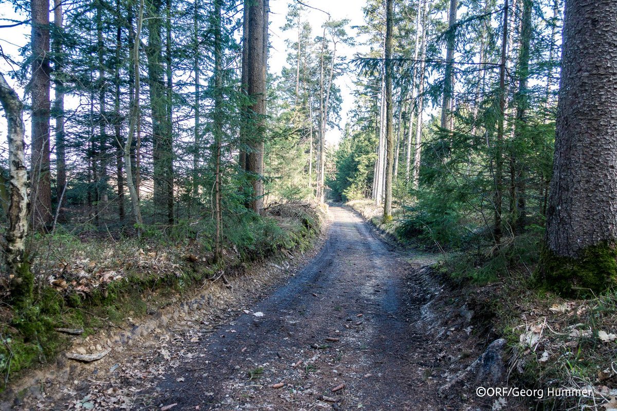 oe1journale's tweet photo. Im Wald kann es bis zu sechs Grad kühler sein als außerhalb. Der Klimawandel setzt aber auch den Bäumen zu, sie können sich nicht mehr vor Schädlingen schützen. Am stärksten betroffen ist die Fichte, Österreichs häufigste Baumart https://t.co/C1ttWfYge7 https://t.co/1579dvIY5Q
