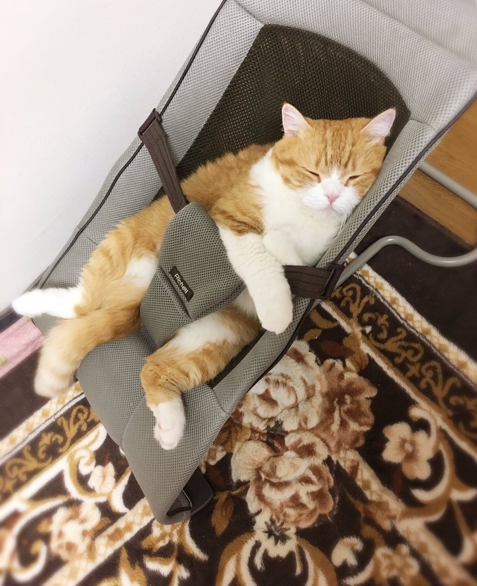 どうやって入ったんだろ ベビーバウンサーで爆睡する猫さんがとても気持ちよさそうな良い表情をしている Togetter