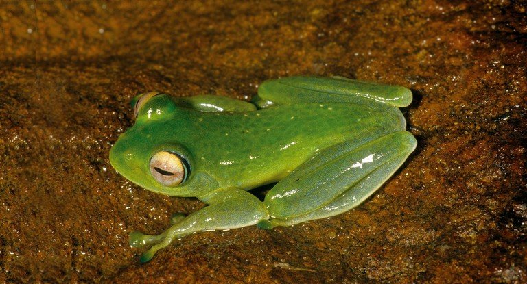 sahonagasy's tweet photo. #Boophis_englaenderi is a species of frog in the family Mantellidae. It is endemic to Madagascar. Its natural habitats are subtropical or tropical moist lowland forests and heavily degraded former forest. It is threatened by habitat loss.

Photo by Miguel Vences https://t.co/zsj5w5Dp4H