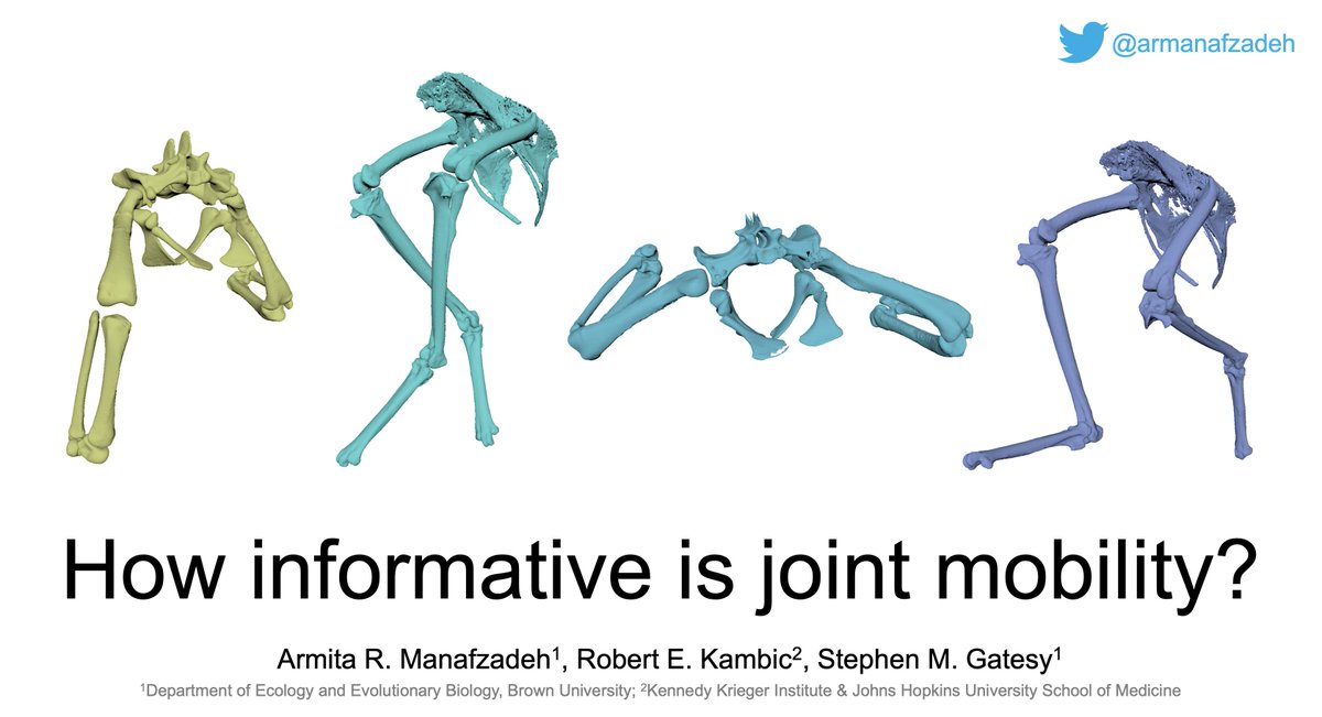 armanafzadeh's tweet photo. Still in Prague? Hang around till the end and come to **Aplaus at 14:30** for my talk! I guarantee cool science supplemented with plenty of #XROMM animations to keep you awake... #ICVM2019 #ICVM19 https://t.co/tHavqZnuKx