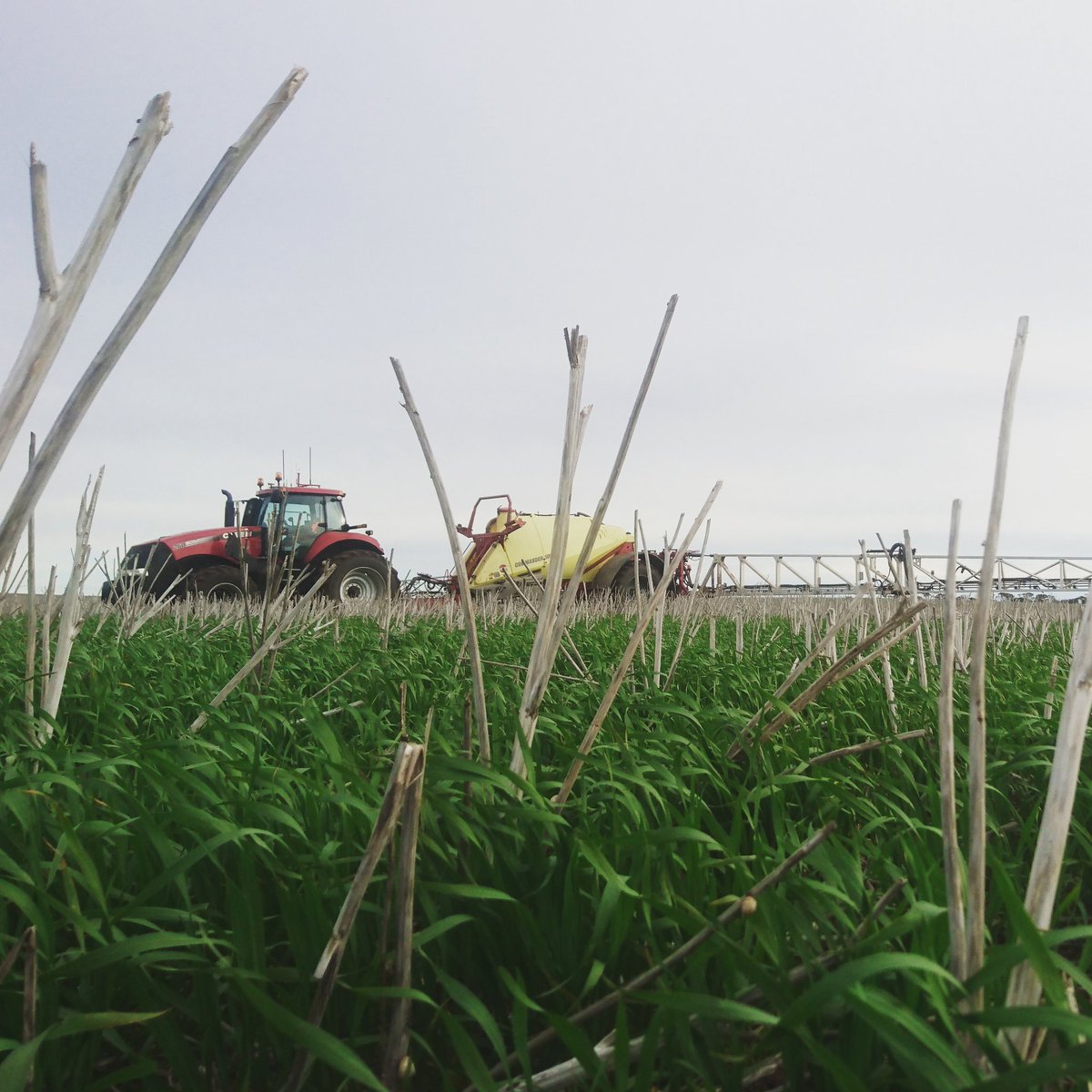 KalimarAg's tweet photo. Spraying the wheat 🌾 hiding amongst last year's canola stubble!👌 #caseih #hardicommander https://t.co/339FdARBDN