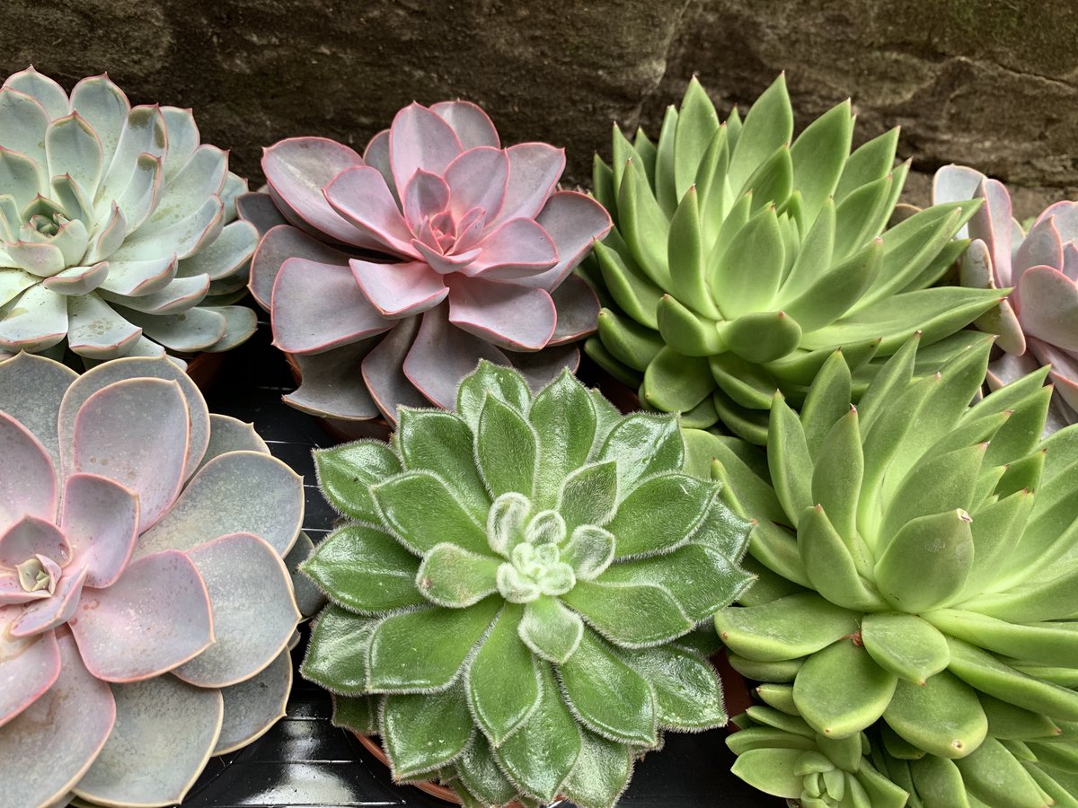 MoutanFlowers's tweet image. SUCCULENTS // Fleshy, drought resistant plants from arid climates. Understanding what variety you have will determine how to care for it.  Need care help? moutan.co.uk/plant-care-gui…
#succulents #careguide #plants #flowershop #highstreet #moutan #odiham #hartleywitney