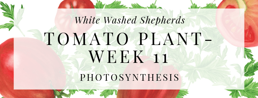 WWShepherds's tweet photo. Photosynthesis​ is our topic this week! Do you know what Chlorophyll or Lycopene are? I didn't before I did a little reading! Check out this weeks post about our tomatoes! #tomatoes #gardening #photosynthesis https://t.co/pcaVlGwnVt https://t.co/FoNUQkkjsa