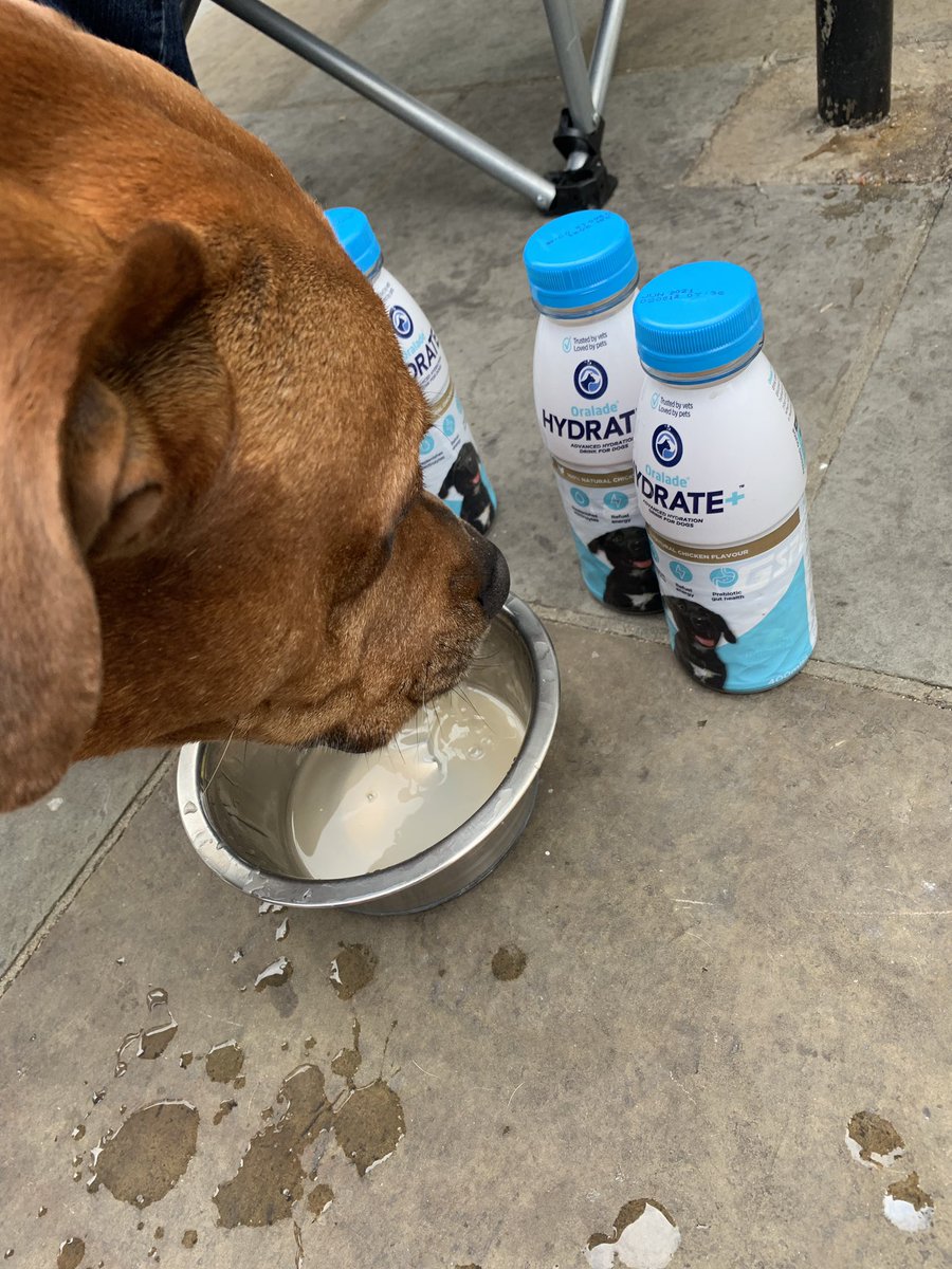 1 of the vital essentials we’ll be giving today is ORALADE a complimentary feed that contains a balanced level of electrolytes,easily digestible sugars &amp; simple amino-acids.A rehydration drink that we highly recommend for dogs/cats. <a href="/OraladeHydrate/">Anthony Mackle</a> have so kindly donated to us 🧡