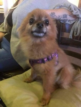 🆘AMBER #Lost #ScanMe Ginger Pomeranian Female
Hammond Crescent #Drighlington #Bradford 
#WestYorkshire #BD11 
doglost.co.uk/dog-blog.php?d…