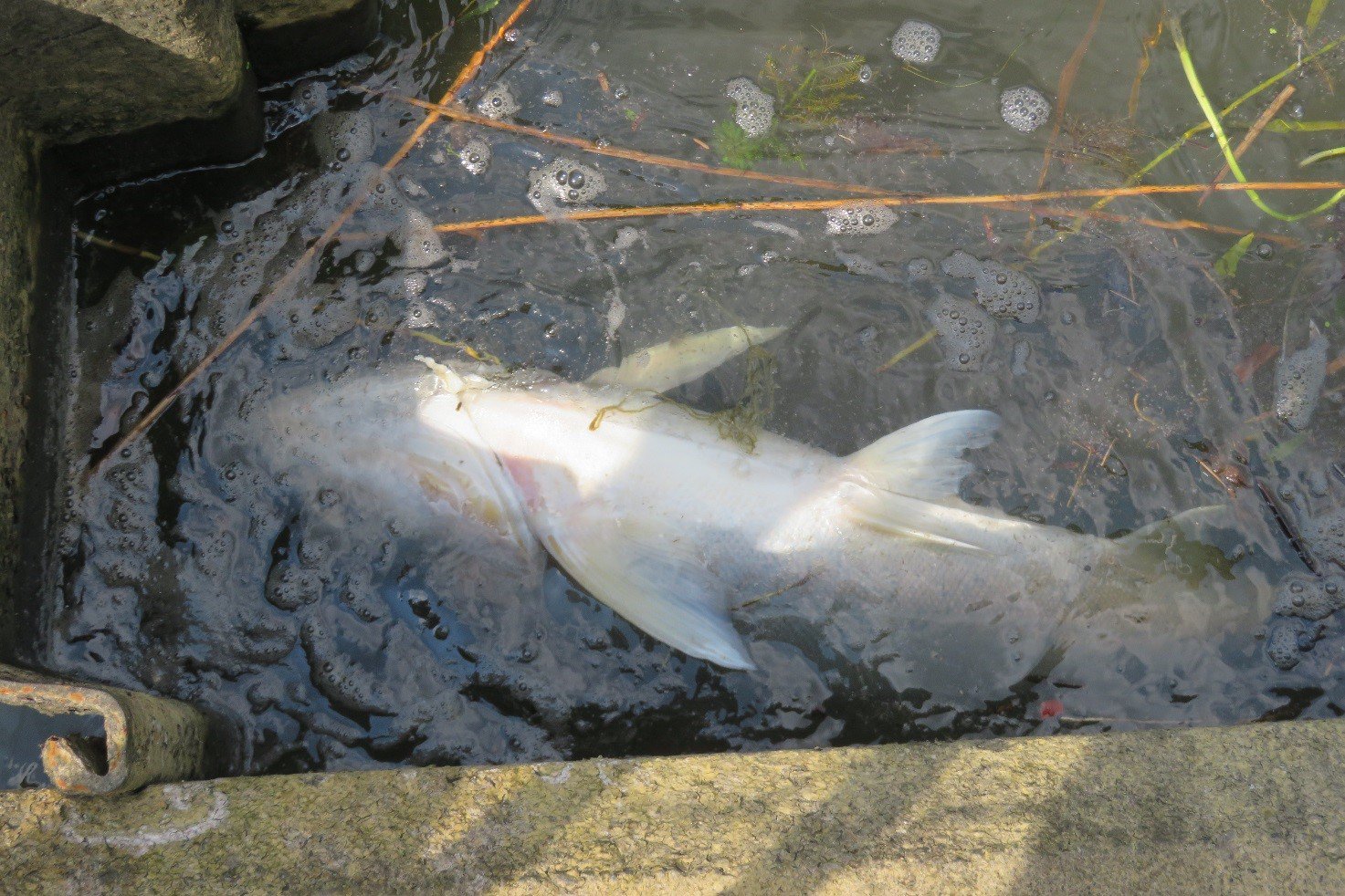 国土交通省 霞ヶ浦河川事務所 Twitterissa 湖岸に漂着する死魚が増えてきました ハクレン ボラ アメリカナマズ を確認しました どれも大きな個体なので寿命が尽きてしまったのではないかと思いました 命あるものはいつか死んで生態系の一部として分解されていくので