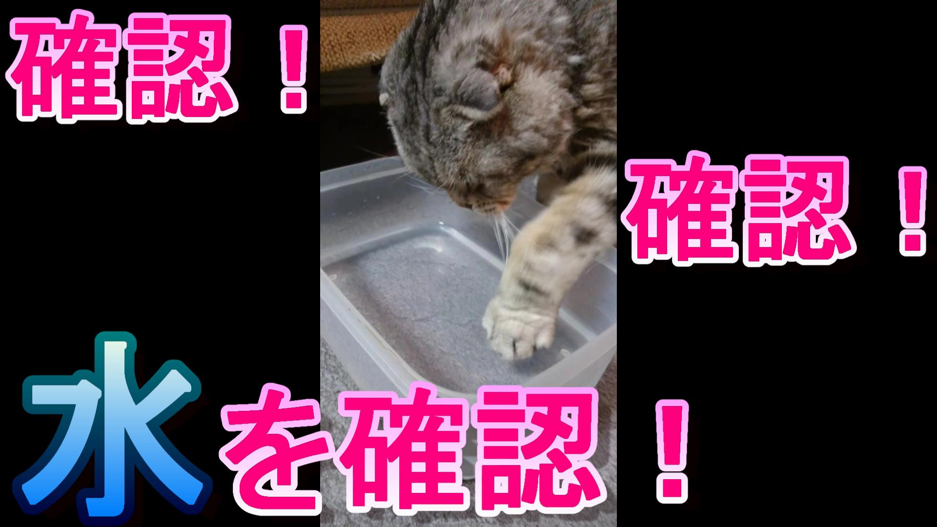 パペットマペット Youtubeに猫の水飲み動画を投稿しましたよ 水を飲むうちのぷりんさん 水に手を入れて水面を揺らすのが好きみたい そして今日25日はプリンの日らしいです ねこ 水が入っているか何度も確認をする猫 パペ家 T Co