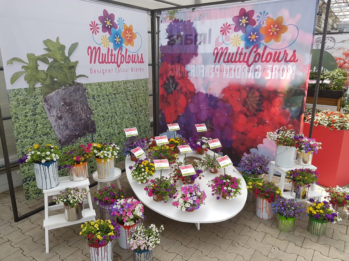 SyngentaFlowers's tweet photo. We organized 3 #PopUpShows in Germany this month. Thank you very much for visiting us at Gartenbau Arndt Kühne, Gärtnerei Klaus Müll and Inntal Gärtnerei. https://t.co/bUj2pDHgdl