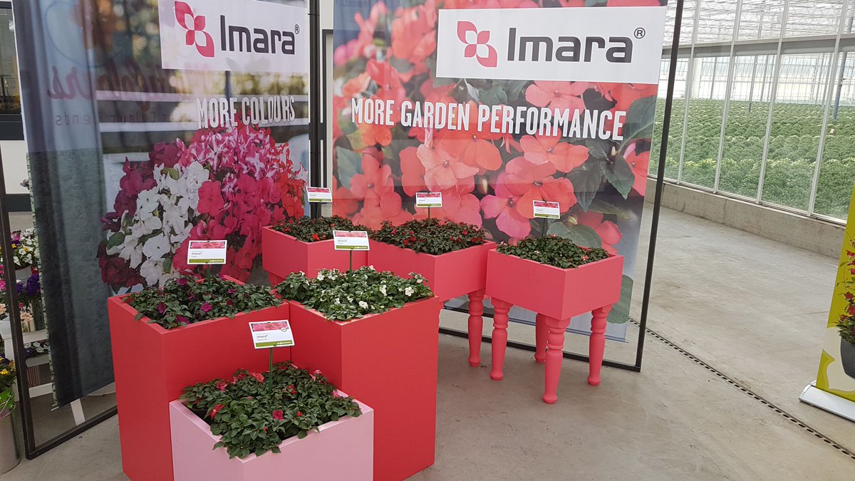 SyngentaFlowers's tweet photo. We organized 3 #PopUpShows in Germany this month. Thank you very much for visiting us at Gartenbau Arndt Kühne, Gärtnerei Klaus Müll and Inntal Gärtnerei. https://t.co/bUj2pDHgdl