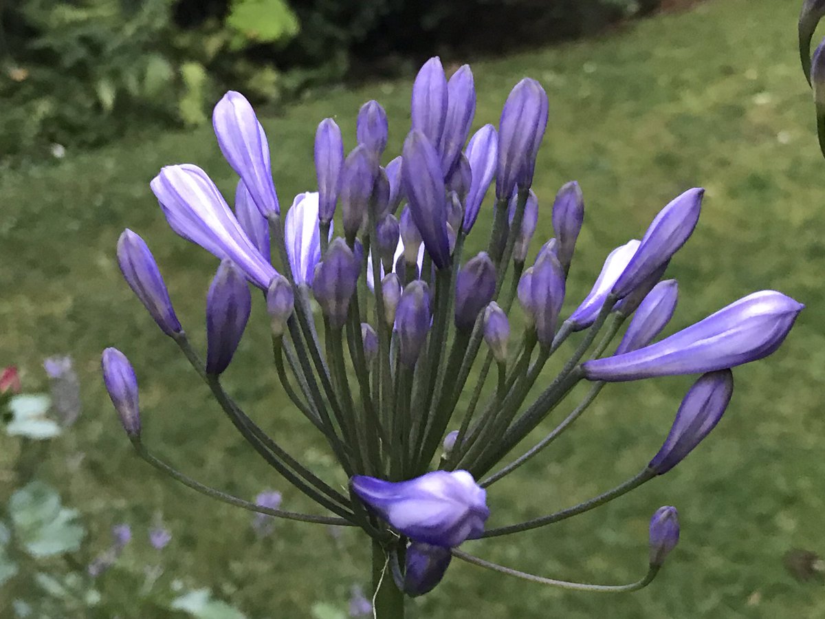 InTheGreenGD's tweet photo. My ‘Glow in the dark’ plants last night - refreshing evening stroll through my garden after a very hot day! ☀️🌿 https://t.co/VTYJo0hYwm