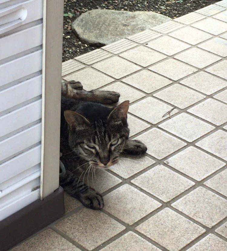 宅配ボックス前のネコが怖くて荷物が届けられない配達員がいたwww