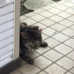 宅配ボックス前のネコが怖くて荷物が届けられない配達員がいた!