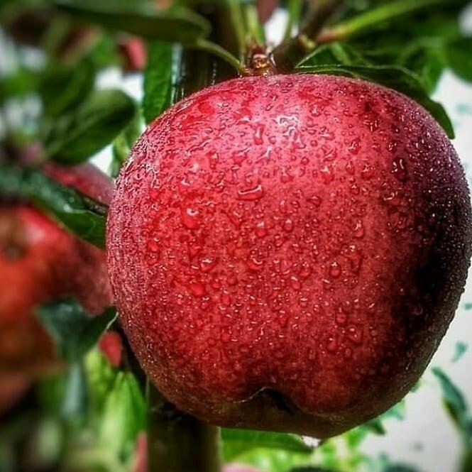 ShimlaIn's tweet photo. Have you ever seen any apple tree in #Shimla?
.
.
.
.
Picture credit: @jhangroli_kotkhai_ on IG
#AppleSeason #appleshimla #inshimla https://t.co/0yhJcLZMWR
