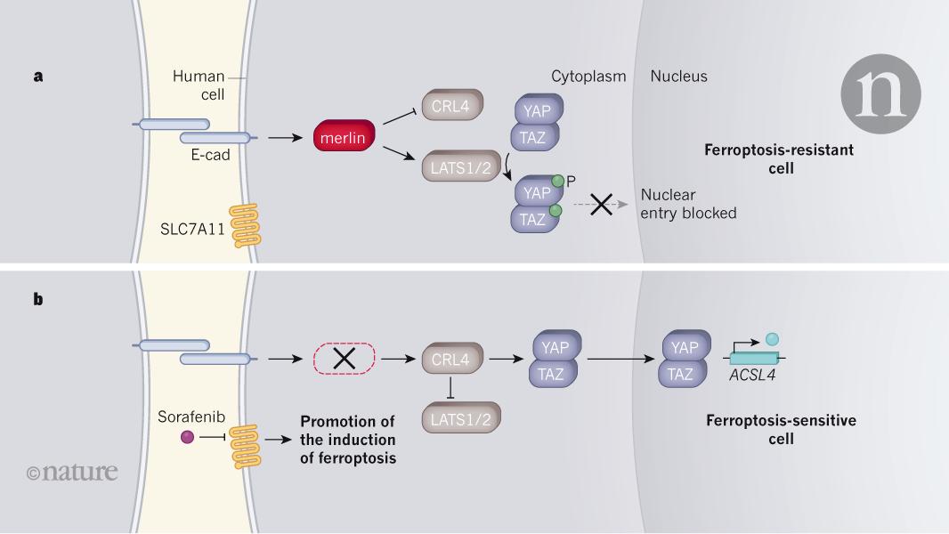 Mutations in the Hippo signalling pathway make cells susceptible to a type of cell death called ferroptosis. A terrific N&V by @dean_fennell explains the implications for the treatment of a cancer termed mesothelioma go.nature.com/2yfYaCx