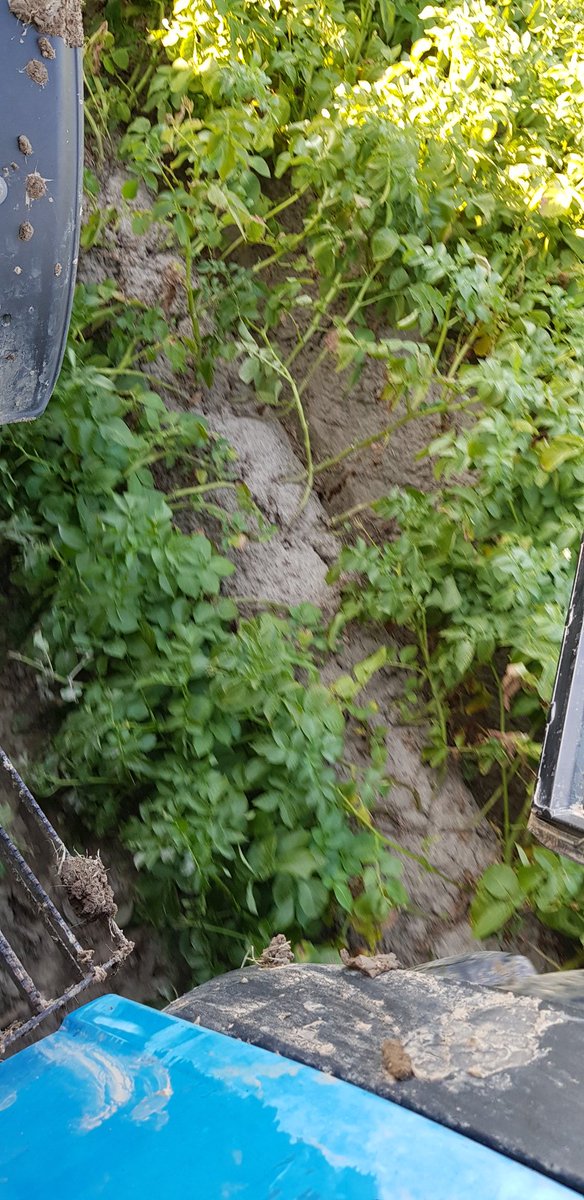 Dit weer hakt er lekker in! #aardappelmarkt
