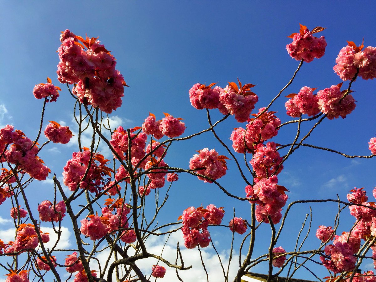 Lots of love coming from England  💐🌞🎁 

Garden Flowers by David Wolff apps.apple.com/gb/app/garden-… 🏆🎁💐 ....... 🥀🏅

youtu.be/FFDLbZrO3xE 🥇🎁😬😍👍