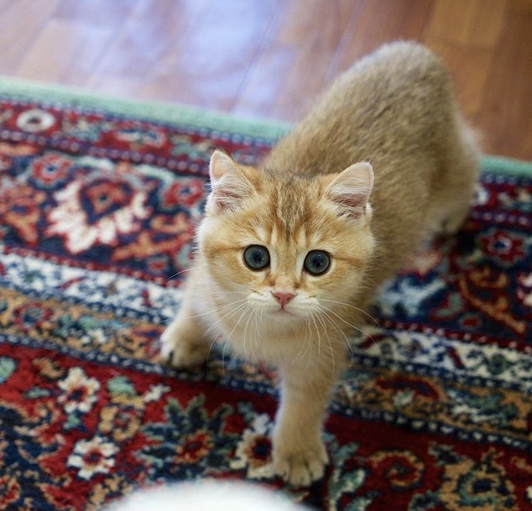 capmarveIous's tweet photo. throwback to when chewie had a kitten... https://t.co/61kRdNkkCN