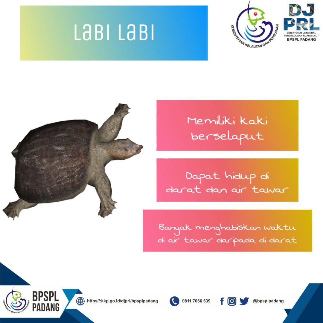 BPRLPadang's tweet photo. #SahabatBahari ada yg bingung bedain #KuraKura #Penyu #LabiLabi ?
#YukCariTahu d gambar bawah ini, niscaya mendapat pencerahan 😆
#DITJENPRLKeren https://t.co/snFUnkK225
