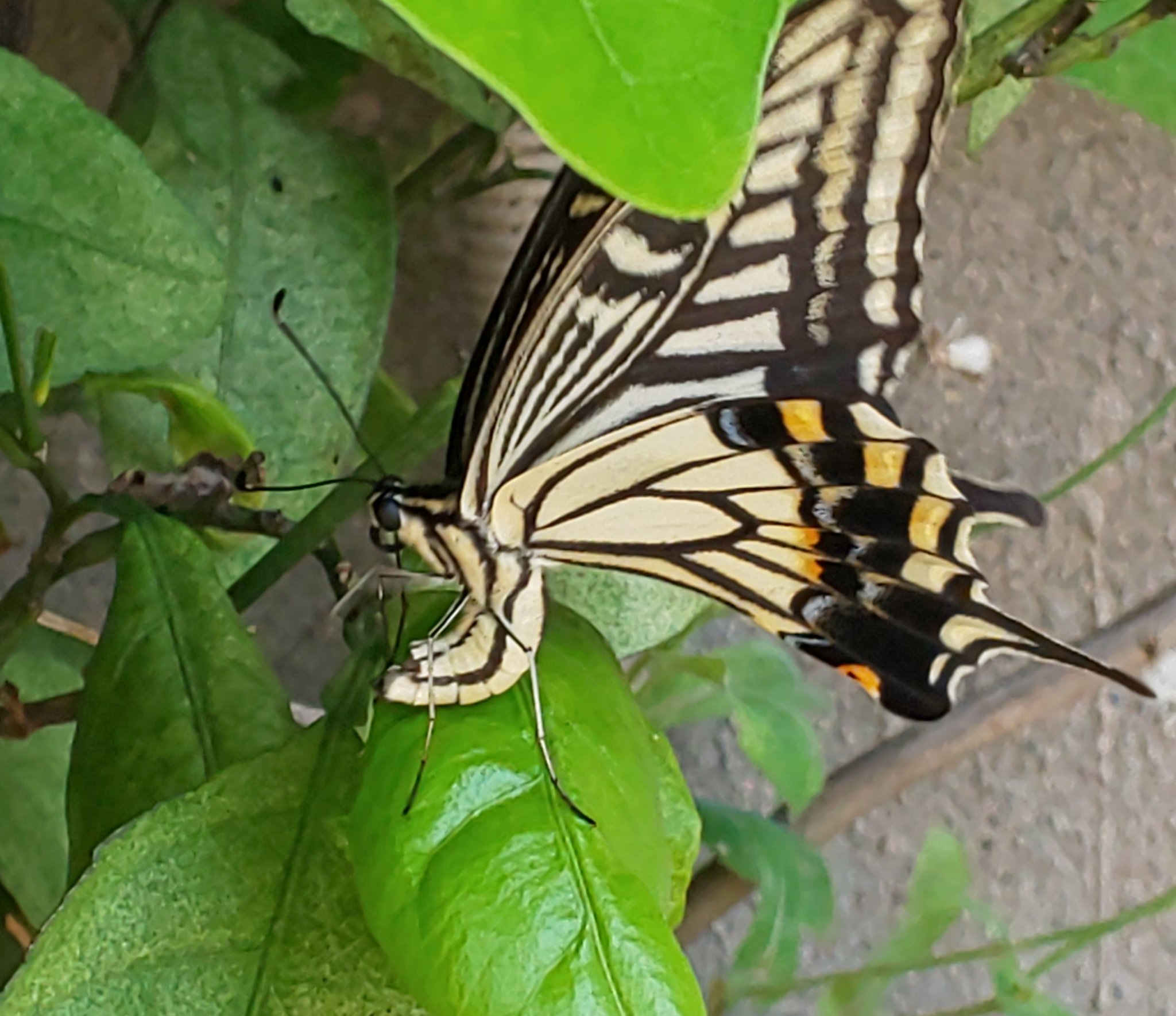 Kyokyoにゃん あげはちょう 黄アゲハが今年も 卵を産みに戻ってきた 花も咲かない ただ黄アゲハの 産卵場になったミカンの木 T Co Pzas7onflb Twitter