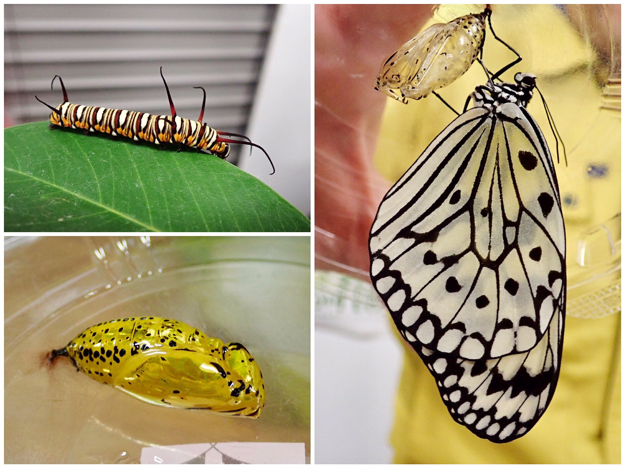 さぼてん うばたま 博物ふぇすのリアル虫 ふれあい昆虫館さんで昆虫おさわりしてきたよ カラフルでやわらかいトゲが可愛い オオゴマダラの幼虫はサナギになると金ピカ 羽化したあとの抜け殻は金色じゃないんだね 不思議 T Co 3ft80svrz8