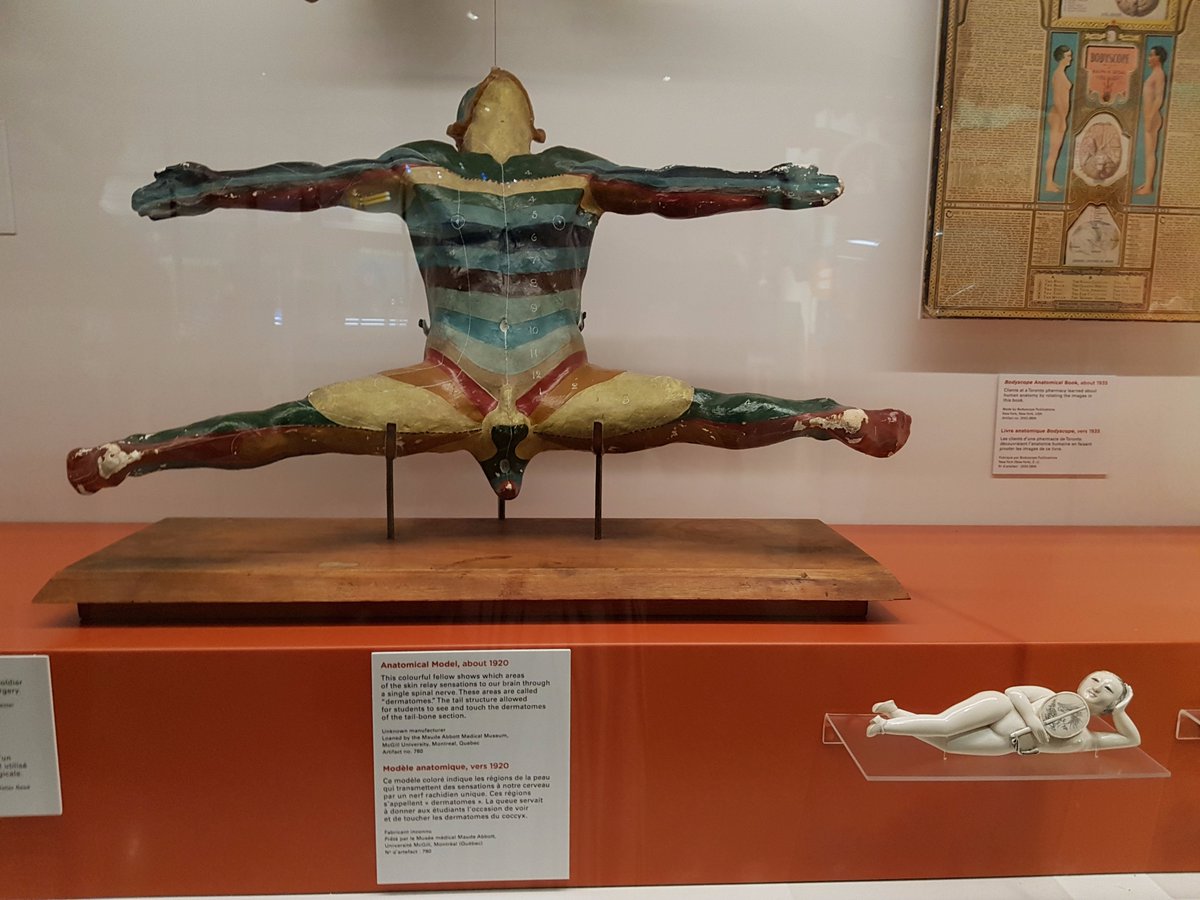 OslerLibrary's tweet image. On display together @SciTechMuseum : an #anatomicalmodel loaned by @McGill_MAMM and a #ChineseDiagnosticDoll from the #OslerLibrary.