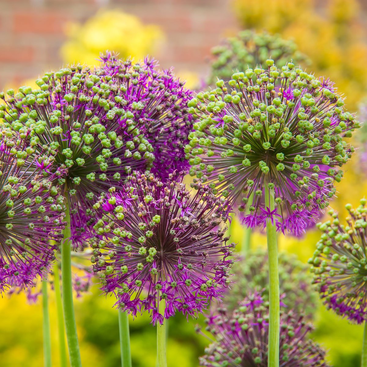 The hot summer weather has been a boost forweeds that crowd out your beautiful perennials.🌷 Put on your Dig It® Handwear gloves with Pillow Top®protectors 💅  in each fingertip. Weed carefree without damaging that summer fresh manicure. bit.ly/2ZdEwmC